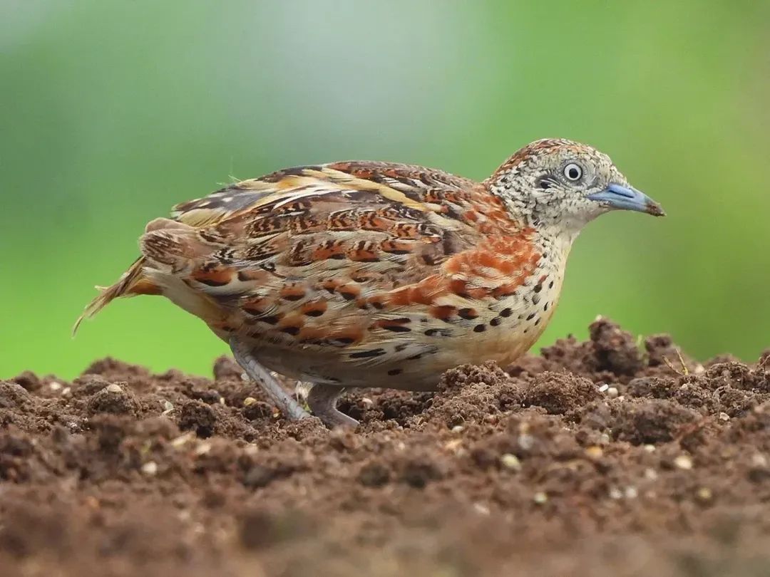 alvan58276's tweet photo. small button quail

Welcome to Nalsarovar Bird sanctuary 

Monsoon birding ( Booking open ) 

July to August , 2026 ( please book your dates )

Contact number - 8866419380

( 1 )  Quails 

1 Small buttonquail 
2 Barred buttonquail 
3 Rock bush quail 
4 Rain quail https://t.co/2o4qNJ8fw0