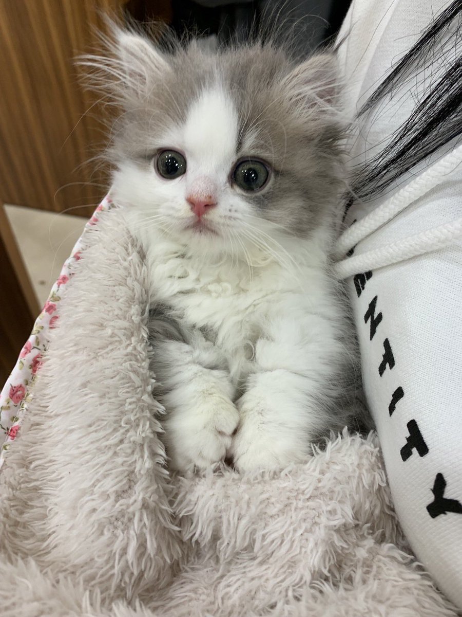 bagtaeyun341462's tweet photo. 요랬는데 요래됐습니다냥~ https://t.co/BkR1rc1Wtw