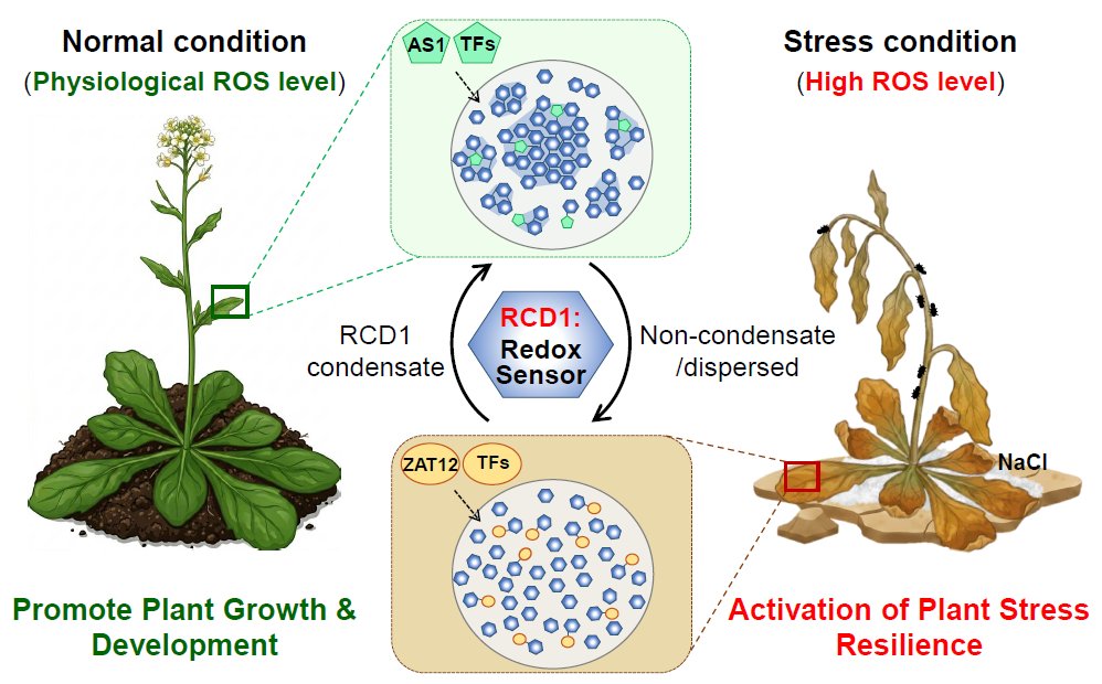 MPlantPCom's tweet image. A Redox-Driven Phase Switch: RCD1 Condensates Decode Growth and Stress Adaptation #Spotlight #MolecularPlant cell.com/molecular-plan…