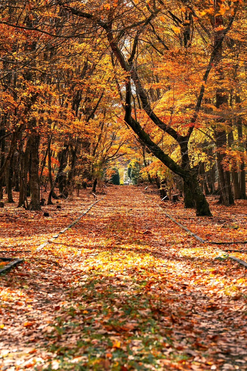 Rhys whyte tweet media