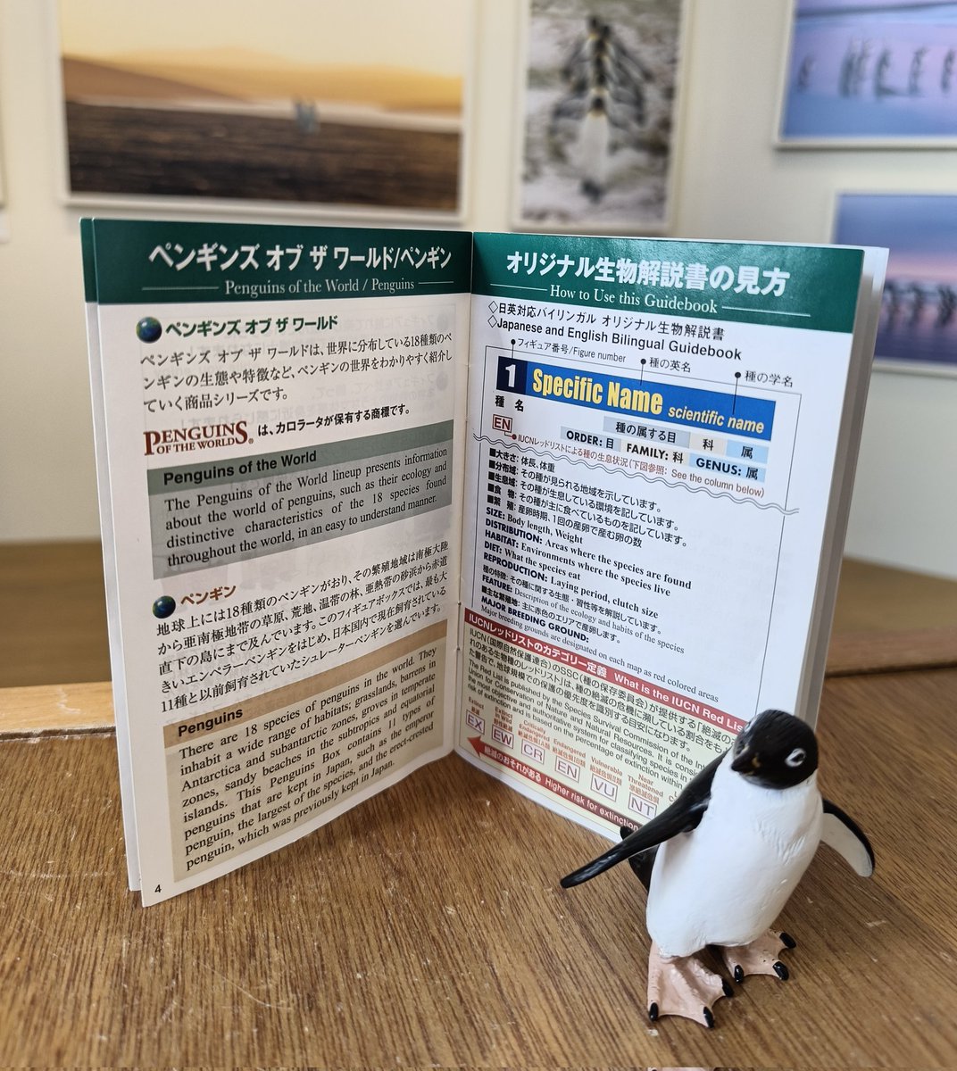 立体で見て遊んで学べる「CORORATA立体図鑑ペンギンボックス」🐧 日本
