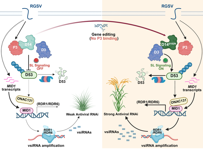MPlantPCom's tweet image. Single-nucleotide editing of a strigolactone receptor confers virus resistance in rice #Spotlight #MolecularPlant cell.com/molecular-plan…