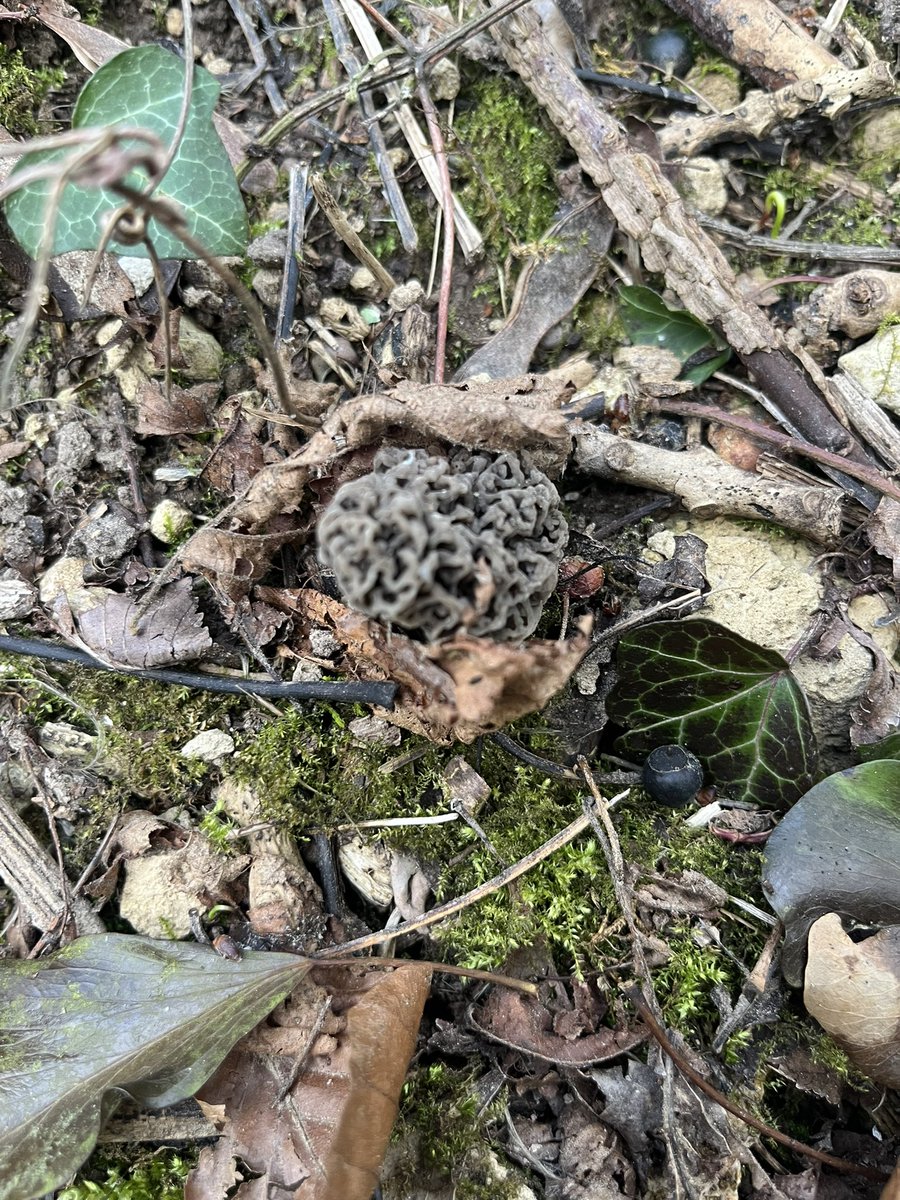 Maxime Buffalo tweet media