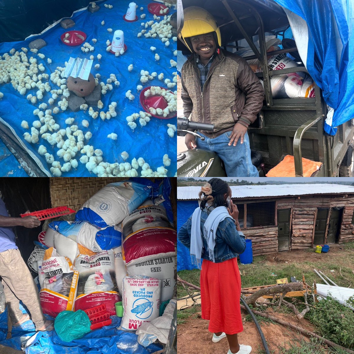 JRukoza's tweet photo. Rutooma Hills Kashari Chicken Broilers 🐣🐓[UGX] (Week 1 11/02/26 - Week 4 10/03/26) Uganda, East Africa 2026🇺🇬🐄🌍 https://t.co/7auyUPtpXL