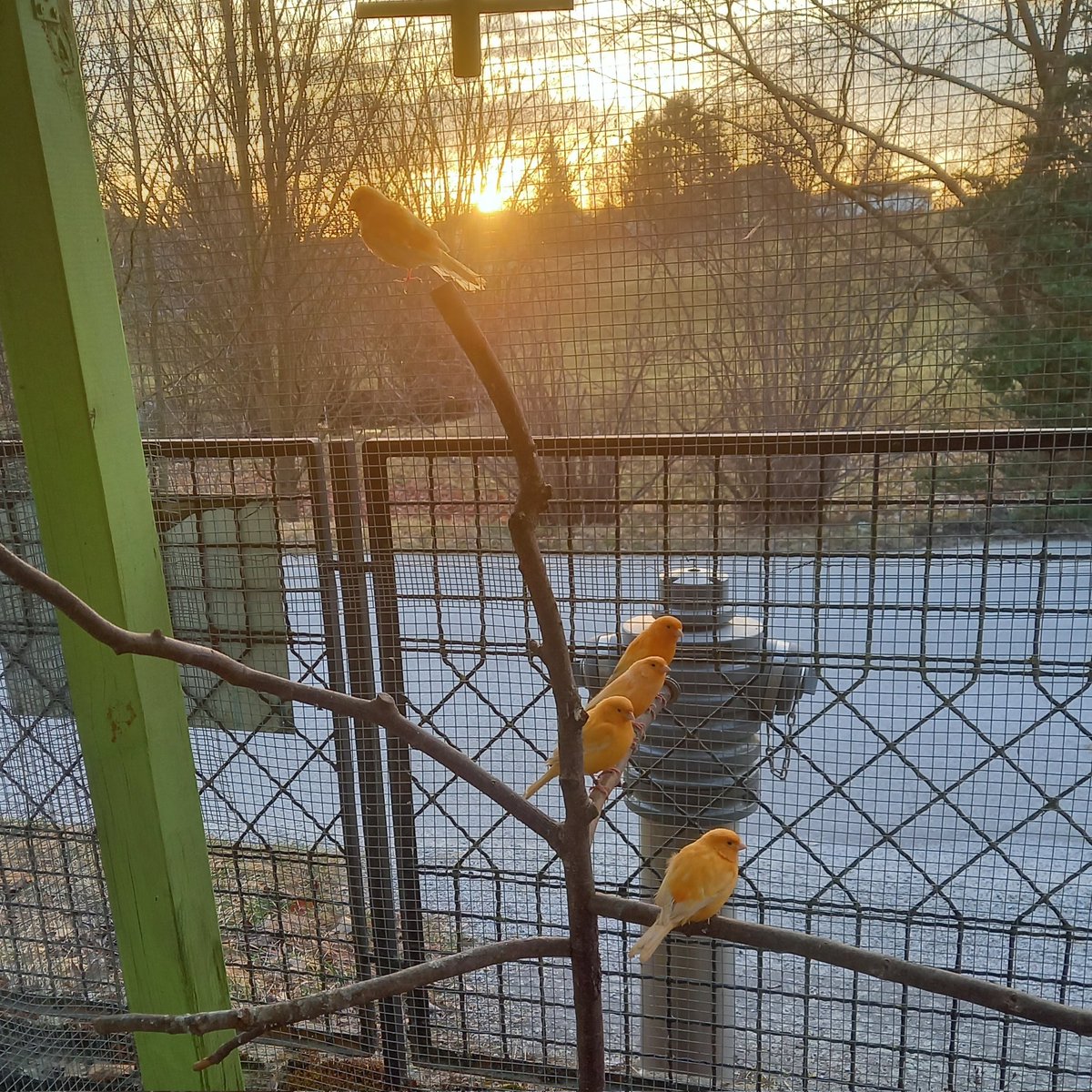 Sonnenaufgang bei den #kanarienvögel 
#kanarienvogel #canary #canaries #dragonmeeri