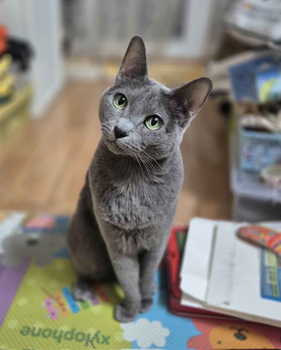 도미짱☆ tweet media