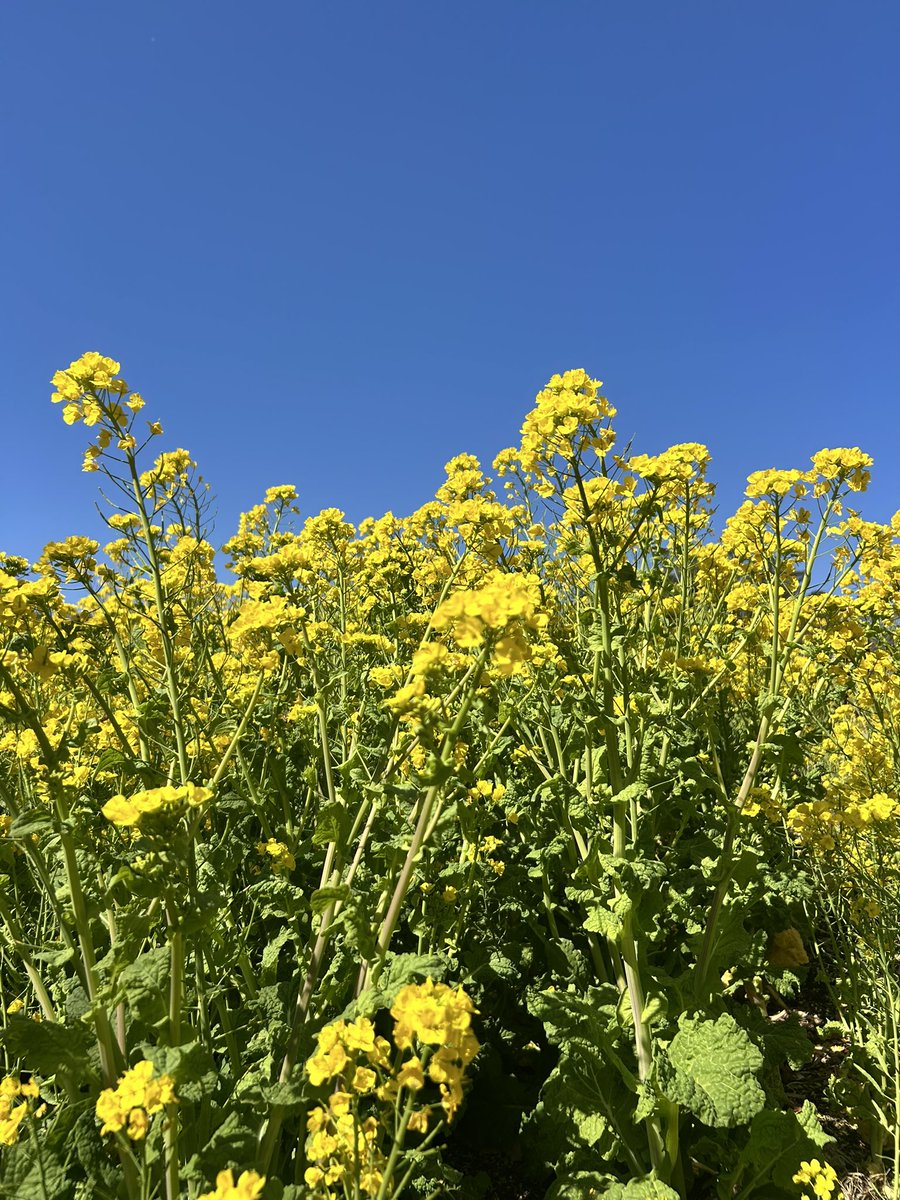 Canami3's tweet photo. 春2026🌼
#菜の花 #春 https://t.co/Optxqi9g4K