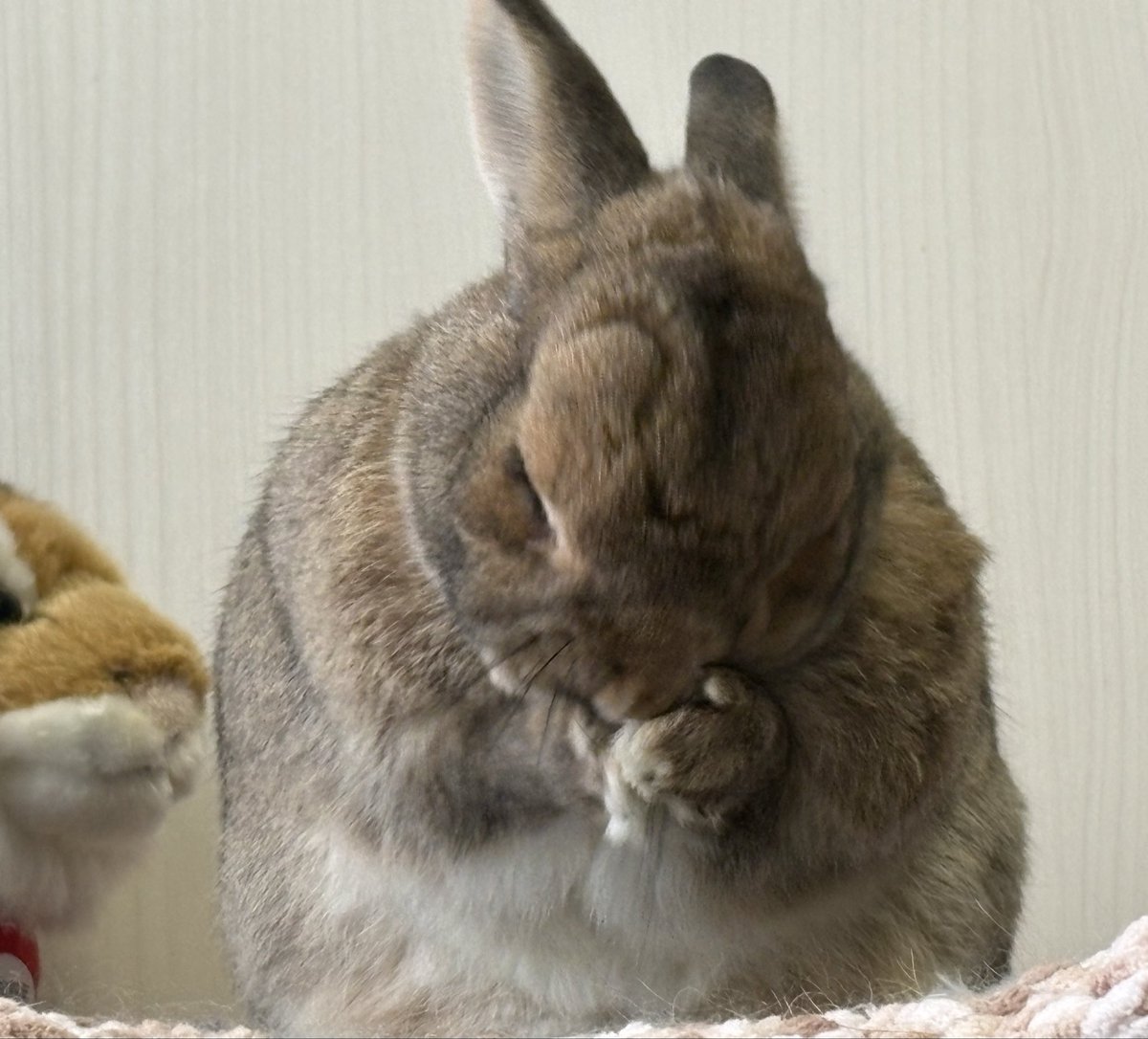 うさぎのちゃっぴー tweet media