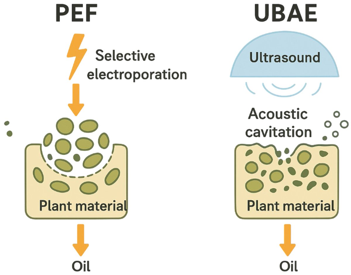 Foods_MDPI's tweet photo. #mdpifoods๐Recommended Reading
๐"Green Optimization of Sesame Seed #Oil #Extraction via #Pulsed #Electric Field and #Ultrasound Bath: Yield, #Antioxidant Activity, Oxidative Stability, and #Functional #Food Potential"
๐More info: https://t.co/nm2NZO5KVk https://t.co/xUksj32MpD