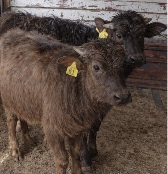 MALAKLAR BAĞIŞLANDI
Lösemili Çocuklarımız YAŞADI…
Bu ülkede kötülerin yanı sıra
okadar iyi insanlar var ki anlatamam.
ANKARA Şereflikoçhisar Seymenli Mahallesi Muhtarı Ruhi Arıduru
2 Adet Manda Yavrusu-Malak bağışlamıştır.
Yavrularımız manda sütü ile beslenecekler.
İyi ki LÖSEV