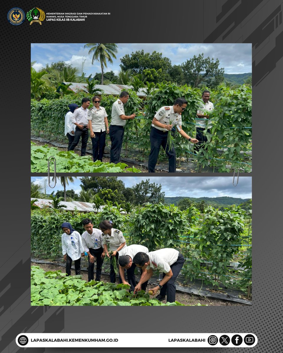 LapasKalabahi's tweet image. Program Kemandirian Berbuah Hasil, Warga Binaan Lapas Kalabahi Panen Sayuran Bersama

Selengkapnya:
lapaskalabahi18.blogspot.com/2026/03/progra…

#LapasKalabahi
#Kemenimipas
#AlwaysTheBest
~ KanwilDitjenpasNTT