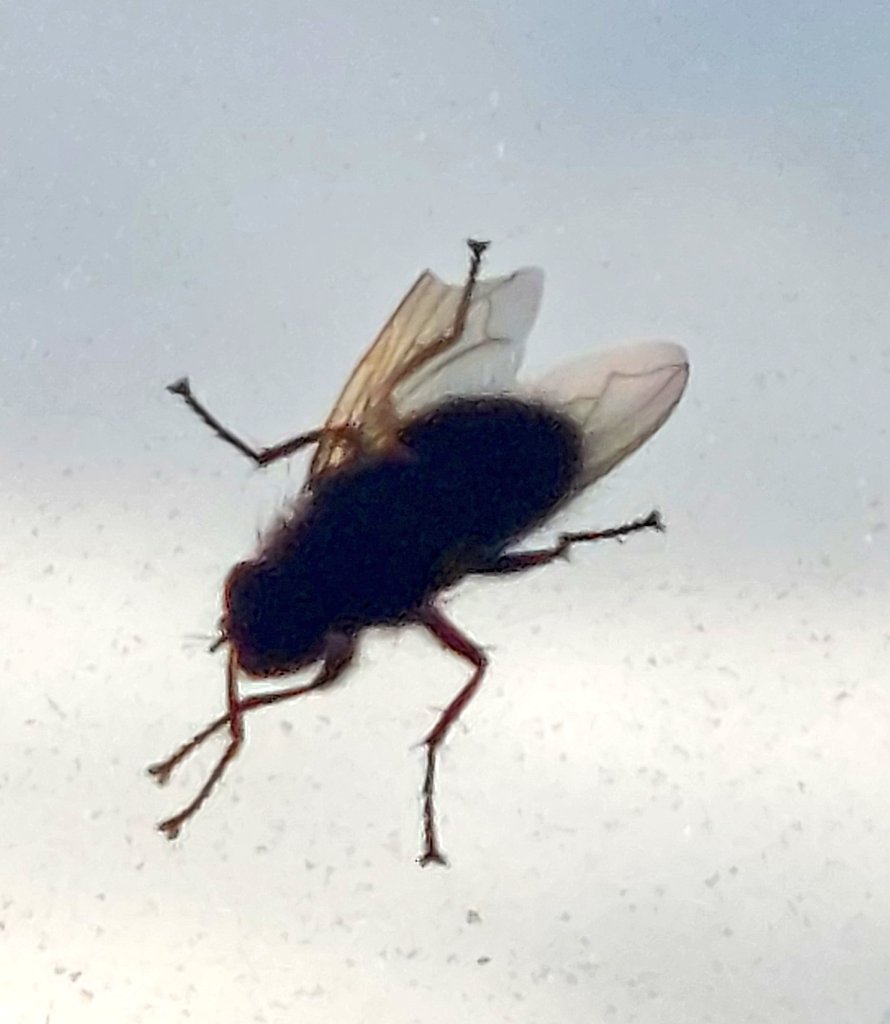 ValoPilkku tweet media