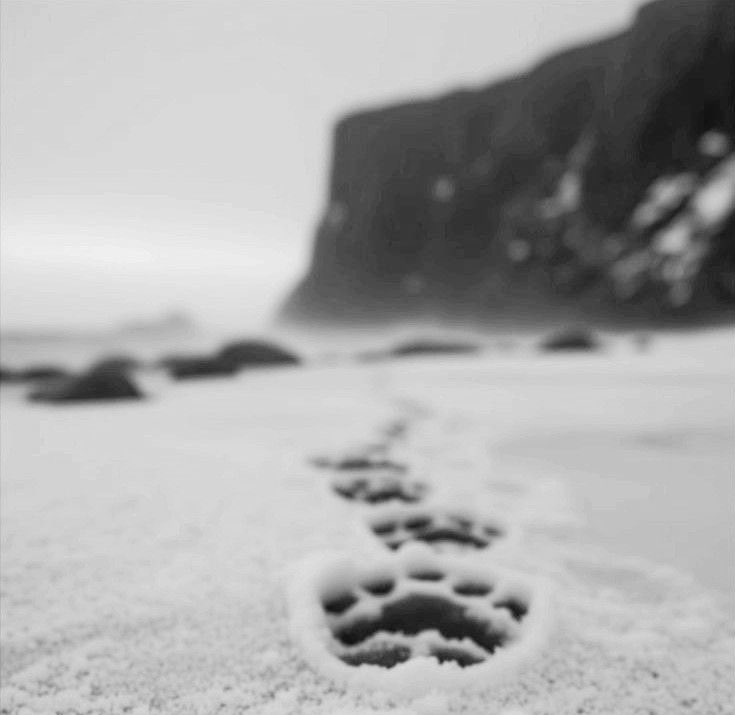 Christophe Bormans tweet media