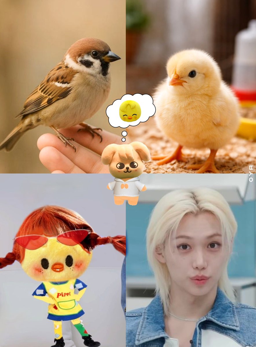 godboksang's tweet photo. 승민이가 생각하는 용복이 모음 🐶🐱
댕냥즈 너무 귀여워서 지금 머리아픔 https://t.co/68ukvG0MoO
