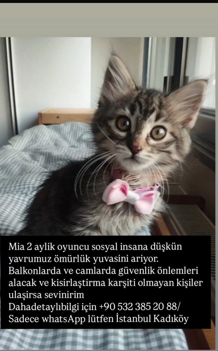 Kadıköy yuva arıyormuş bu minnak💕🥹