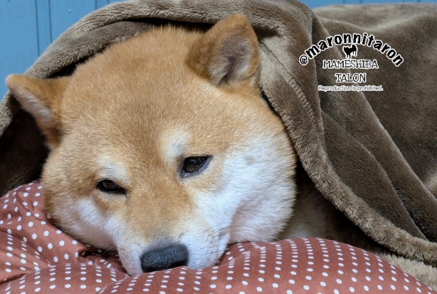この間撮った寝る前のタロのボーとする時間です