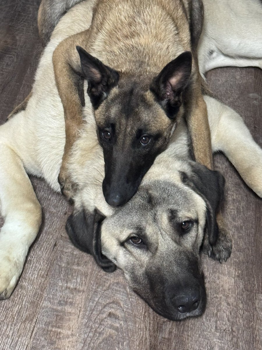 AveignWier tweet media