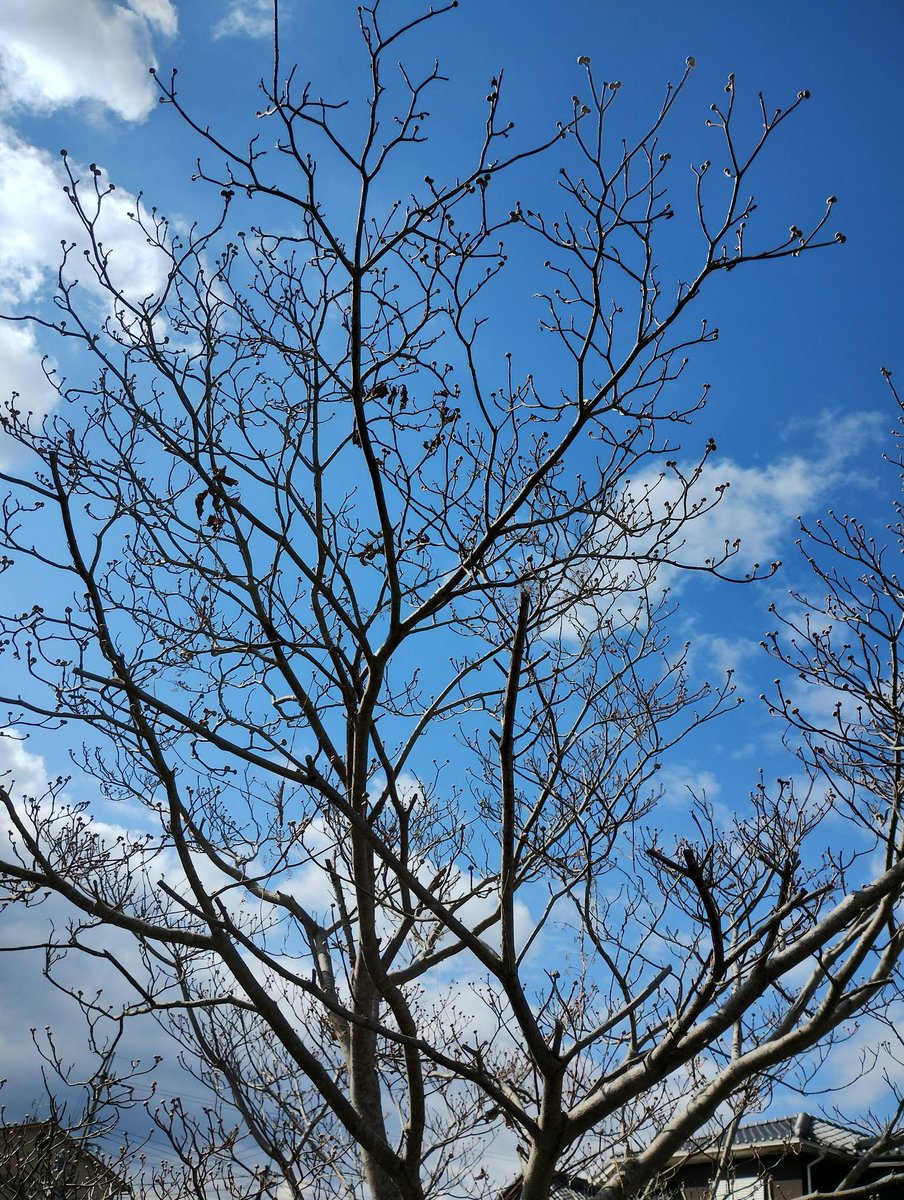 oshihou's tweet photo. ふと見上げれば、そこかしこに春の息吹が。
まだまだ風は冷たいですが、蕾の膨らみを見ると背筋が伸びる思いです。
忙しい日々の中でも、こうした小さな変化に気づける心の余裕を大切にしたいですね。
（いや、ないねん）

#春の気配 #散歩道 https://t.co/zCfkLKJl5A
