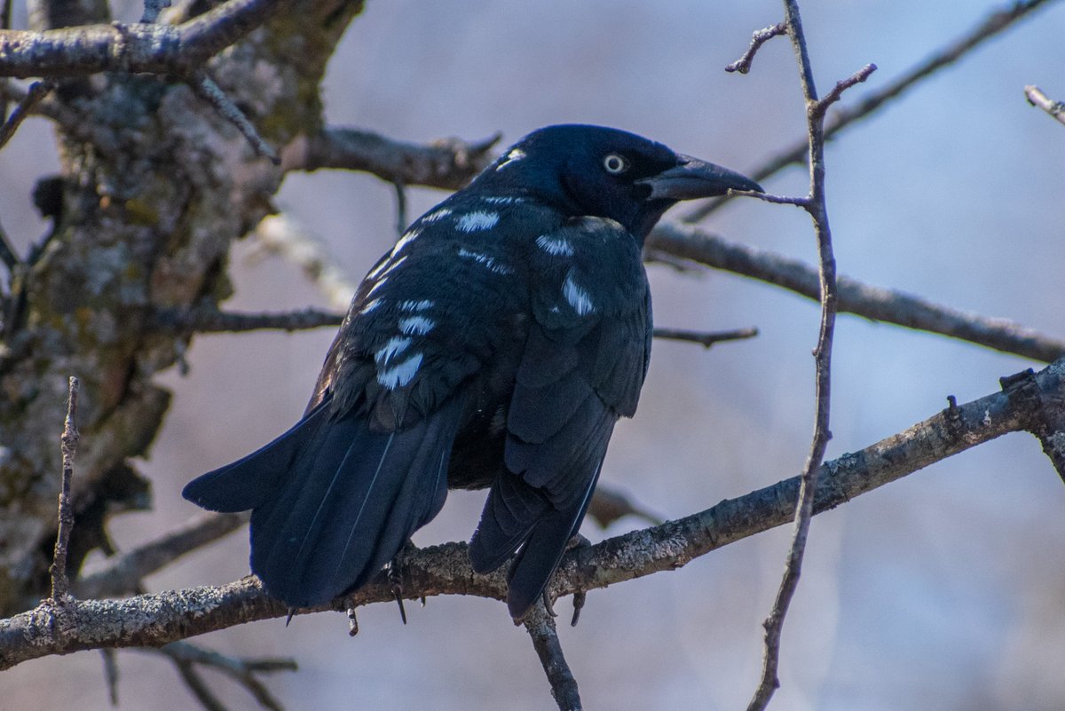 houndstooth balance tweet media