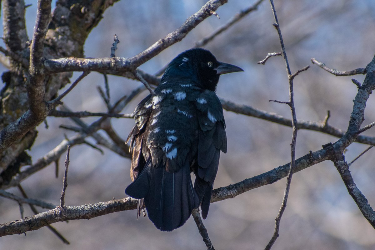 houndstooth balance tweet media