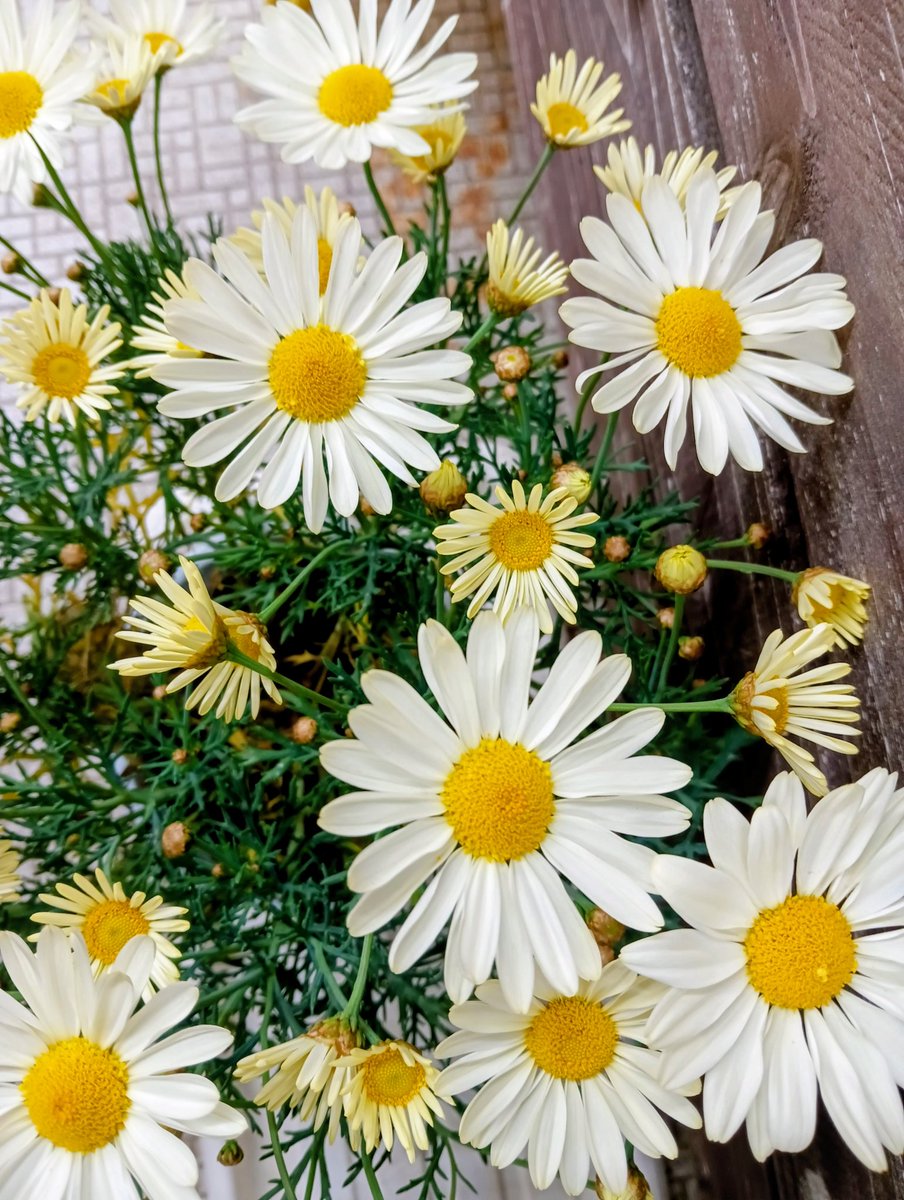 - ̗̀ ☀️  ̖́-𝓖𝓸𝓸𝓭  𝓶𝓸𝓻𝓷𝓲𝓷𝓰.𖠚ᐝ♡  ̖́-

春の目覚まし花時計(  >ᴗ<💛)⏰
もぅ鳴ったよね？🔔🌼𓂃🌿𓈒𓏸

いつも見てくださり優しいコメント、いいね、フォローありがとうございます(⁎ᴗ͈ˬᴗ͈⁎)𓂃 💐𓈒𓏲

お休みなので、ゆっくりお出かけしようかな？