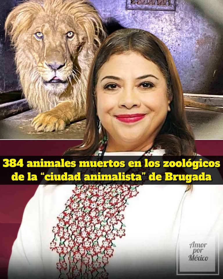 GARCIPAVON's tweet photo. 🔴Desde que Clara Brugada asumió el cargo, 384 animales han mu3rto en los zoológicos de la capital hasta el 31 de diciembre de 2025, según datos entregados vía la Plataforma Nacional de Transparencia.
⭕La información proviene de la solicitud 090163726000100.
⚠️Y lo más preocupante no es solo la cifra, sino cómo muri3ron, muchos de los casos corresponden a animales jóvenes que sufrieron traumatismos dentro de los recintos, infecciones que no fueron atendidas a tiempo o diagnósticos ambiguos registrados como “choque metabólico”.
📃Una etiqueta médica que, en la práctica, termina funcionando como explicación genérica para ocultar fallas graves en el manejo de los animales.
🦝En el Zoológico de San Juan de Aragón, cinco mapaches muri3ron  el 8 de diciembre de 2024. La causa oficial: “choque”.
⚡️La realidad, según reportes: se el3ctrocutaron en un bebedero tras una reparación deficiente en una bomba de agua. Los cu3rpos  fueron detectados hasta que visitantes y activistas alertaron que los animales flotaban en el agua.
🐆En el Zoológico de Chapultepec, una jaguar hembra de apenas 10 meses también fue registrada con la misma causa: “choque”. Ni siquiera se informó públicamente con claridad, a pesar de tratarse de una especie prioritaria y en peligro.
👉A pesar de los antecedentes, Adriana Fernández Ortega permanece como titular de la Dirección General de Zoológicos y Conservación de la Fauna Silvestre.
🐾Durante su administración previa en el Zoológico Los Coyotes, muri3ron 213 animales, muchos por infecciones tratables que no fueron atendidas. Aun así, fue ratificada en el cargo.
🚨En otras solicitudes de información, la dirección de zoológicos ha respondido con: documentos ilegibles o borrosos, archivos que no corresponden a lo solicitado, negativas bajo el argumento de que “es demasiada información” y condicionamientos a consultas presenciales, evitando dejar registro público.
💔Todo esto mientras la ciudad presume políticas animalistas.
🇲🇽Si la capital se presenta como defensora de los animales, ¿por qué siguen muri3ron cientos en sus propios zoológicos?
🧐Y más aún: ¿quién está asumiendo realmente la responsabilidad por esas vid@s?
#zoologico #ClaraBrugada #fblifestyle #amorpormexico                           Publicación de:  Amor por México.