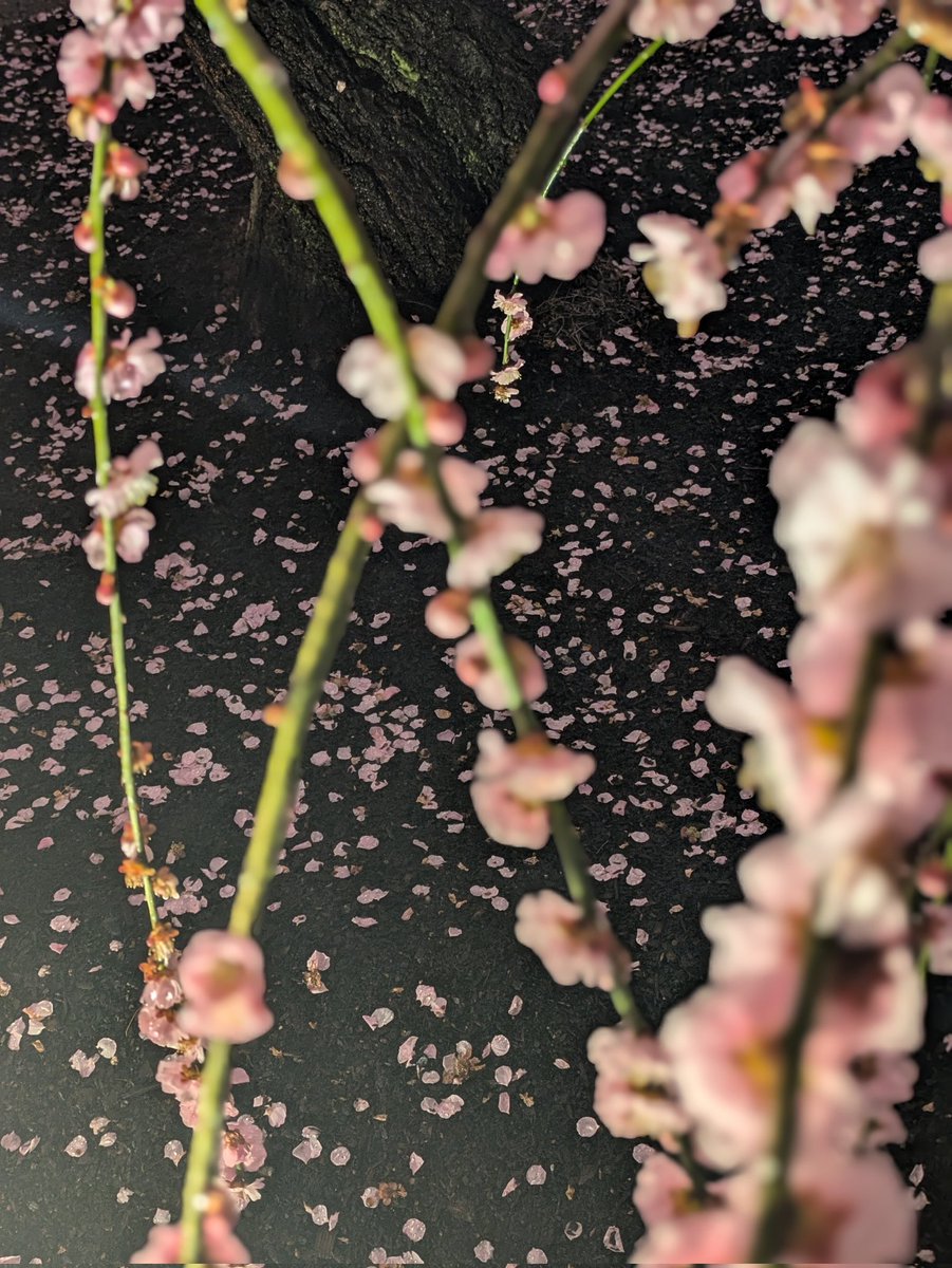 #そうだ京都行こう