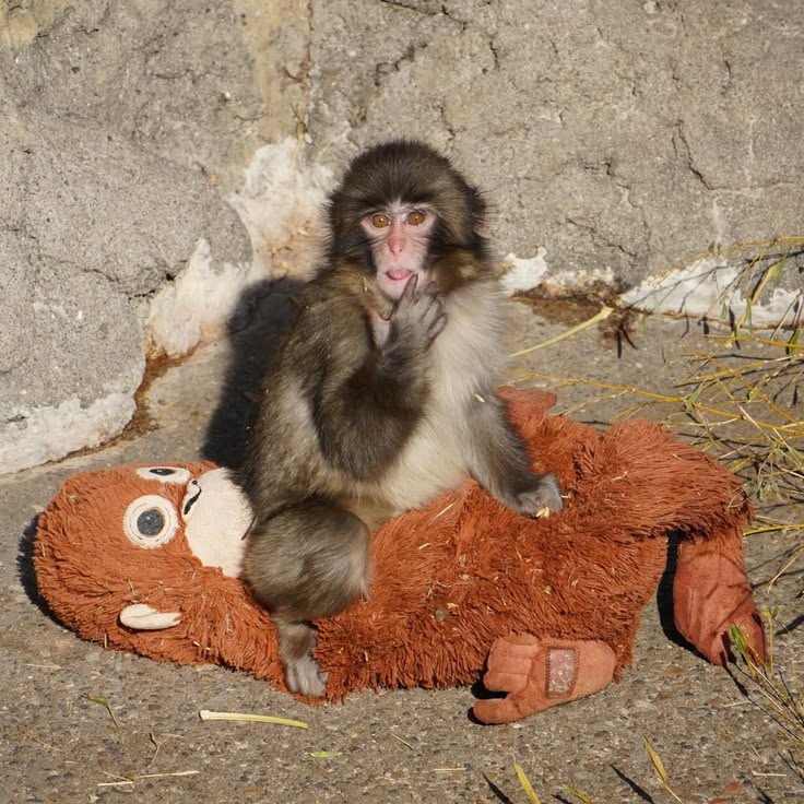 Animal (@wildanimalpis) on Twitter photo 