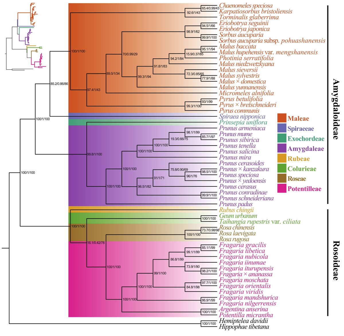 Azam_fms's tweet photo. We assembled the mitochondrial genome of Eriobotrya seguinii (Rosaceae).
Highlights:
🧬 372,899 bp; GC 46%
 🔬 71 genes
 📊 High-Pi variable regions
 🌳 Phylogeny supports Eriobotrya monophyly
New insight into Rosaceae mitogenome evolution.
Full article: https://t.co/XV7GUPWjGE https://t.co/5HKZgYxhoL