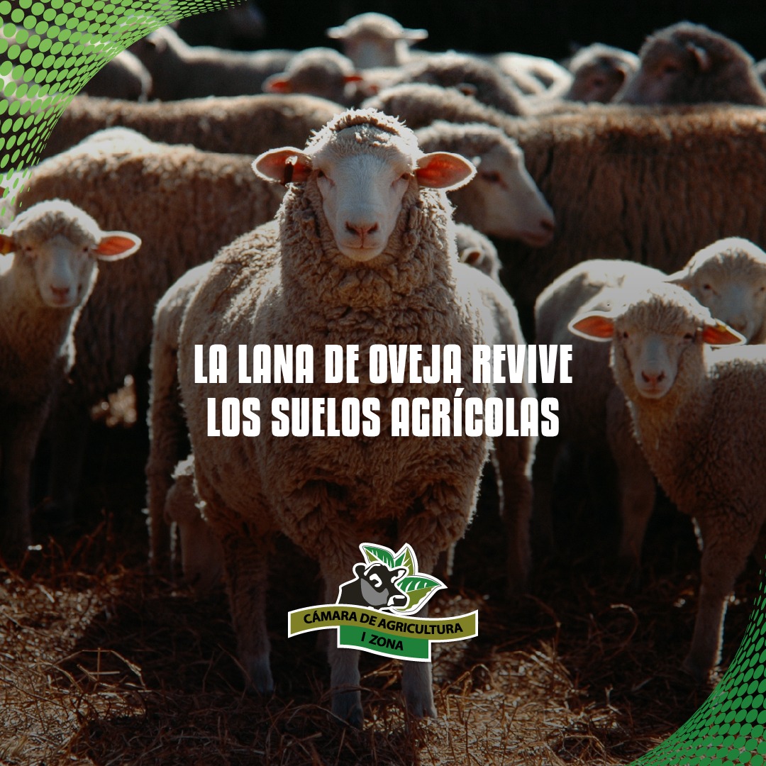 🌱🐑 La lana de oveja está siendo utilizada como insumo natural para mejorar suelos agrícolas, aportando humedad y nutrientes de forma ecológica y sostenible.

✨ Si el agro crece, el Ecuador crece. 🇪🇨

#CAIZ #AgroEcuador #LanaDeOveja #SuelosFértiles #Sostenibilidad
