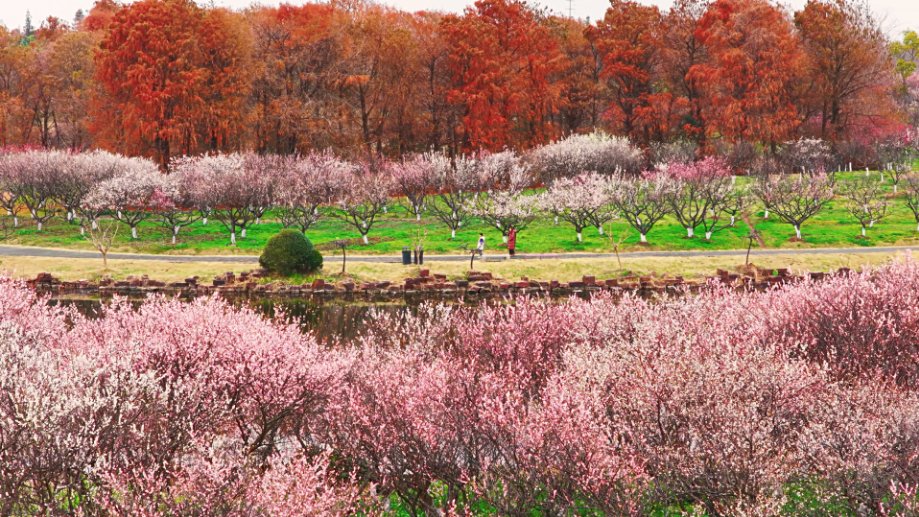 There's something about plum blossoms that feels like a promise kept — and right now, Fengxian is keeping it beautifully.
Nearly 40,000 trees in bloom at Haiwan National Forest Park. Soft clouds of red, white, and pink. That once-a-year fragrance already in the air.