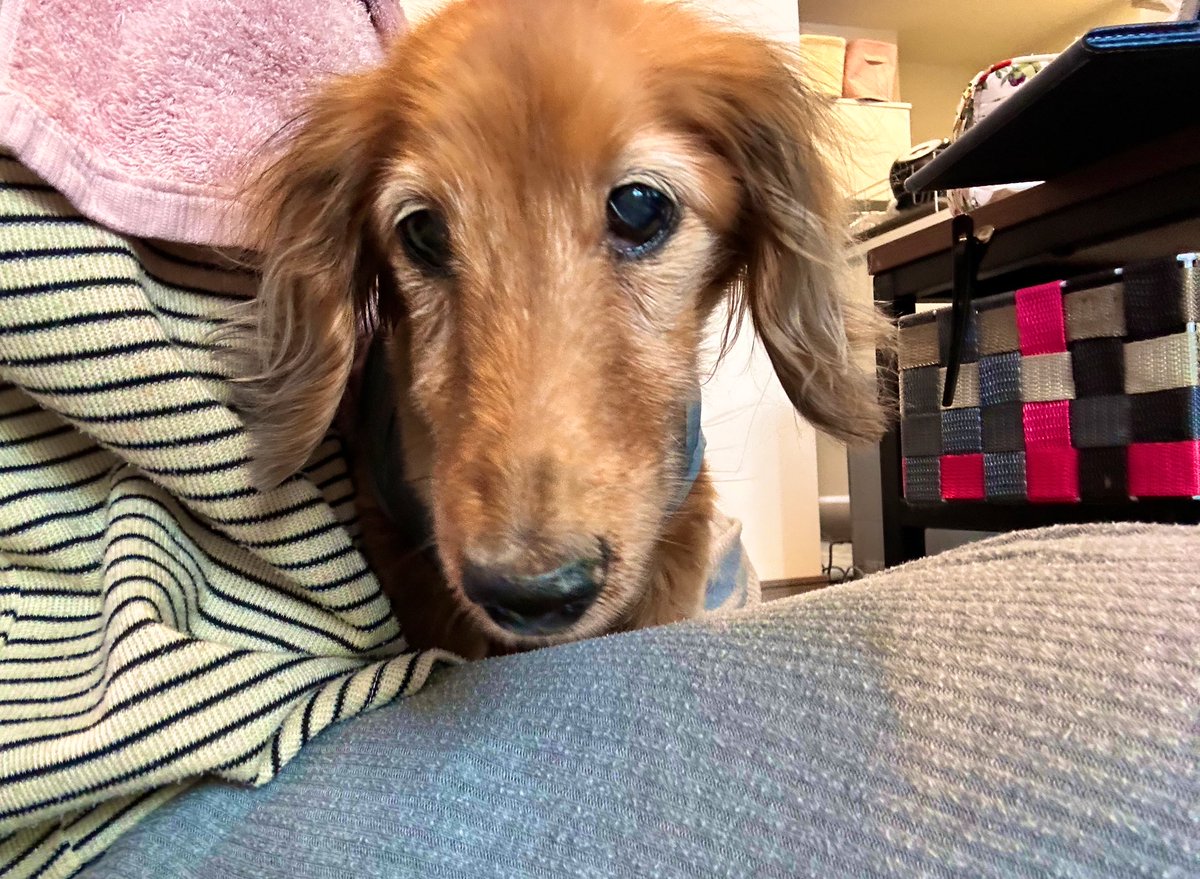 めぇコム tweet media