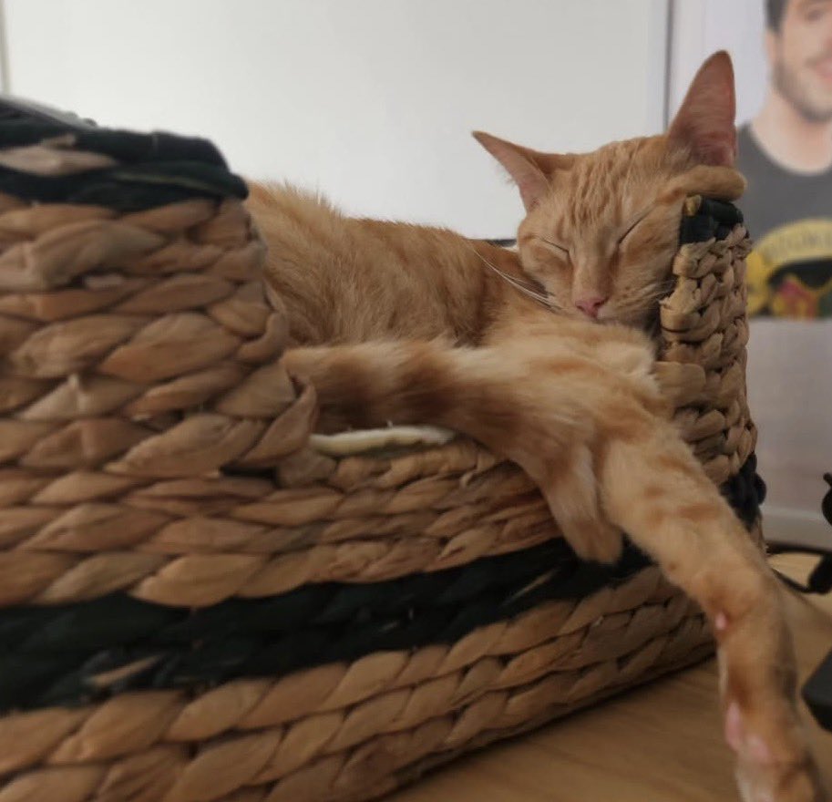 Steven Cruz tweet media