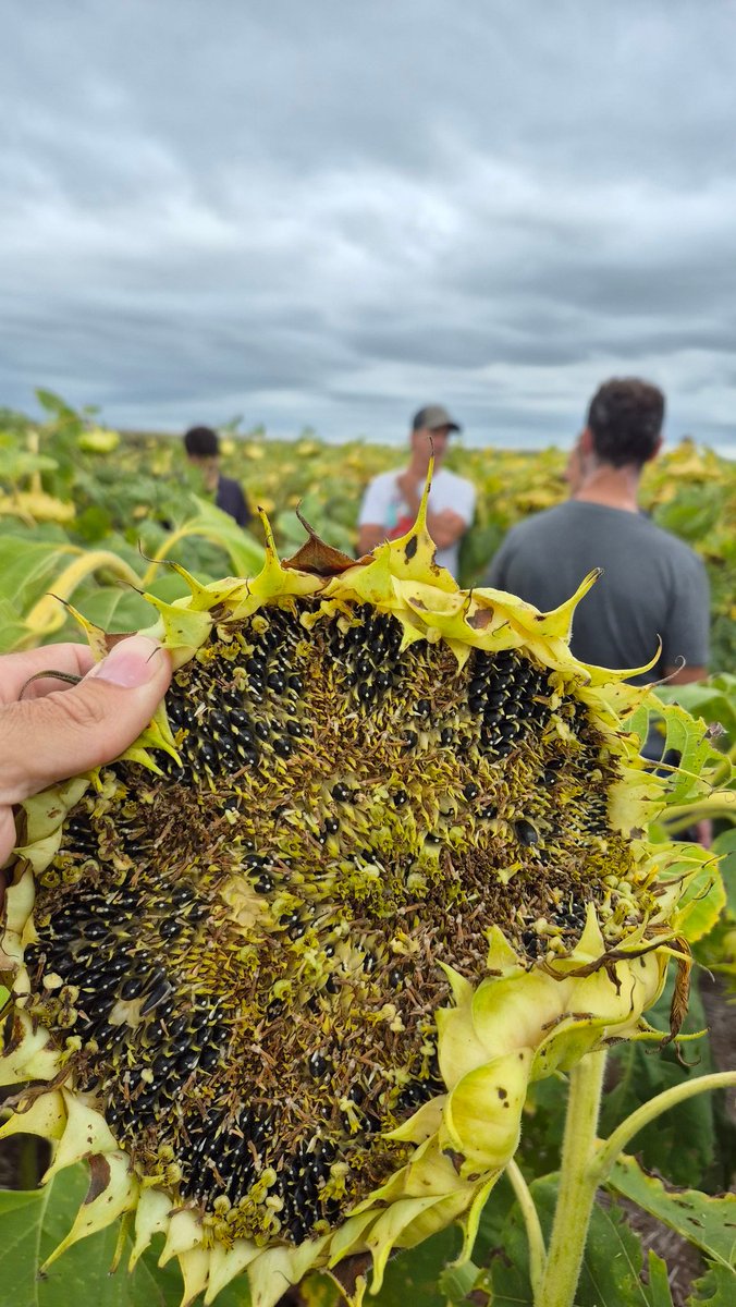 Viento Sur tweet media
