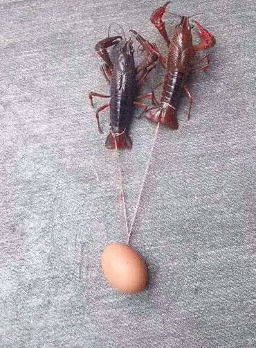 山鸡哥 tweet media