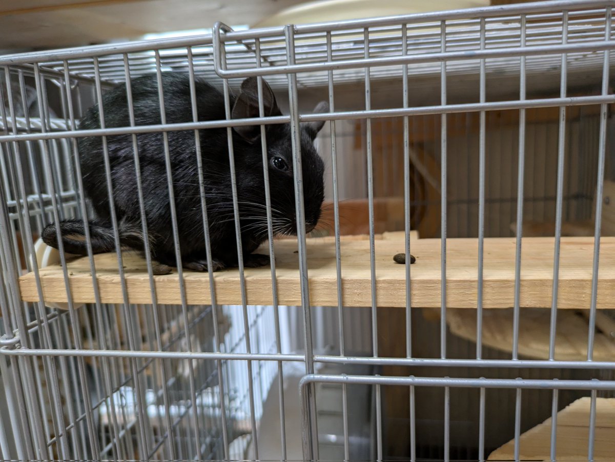 メル＆ココうさ tweet media