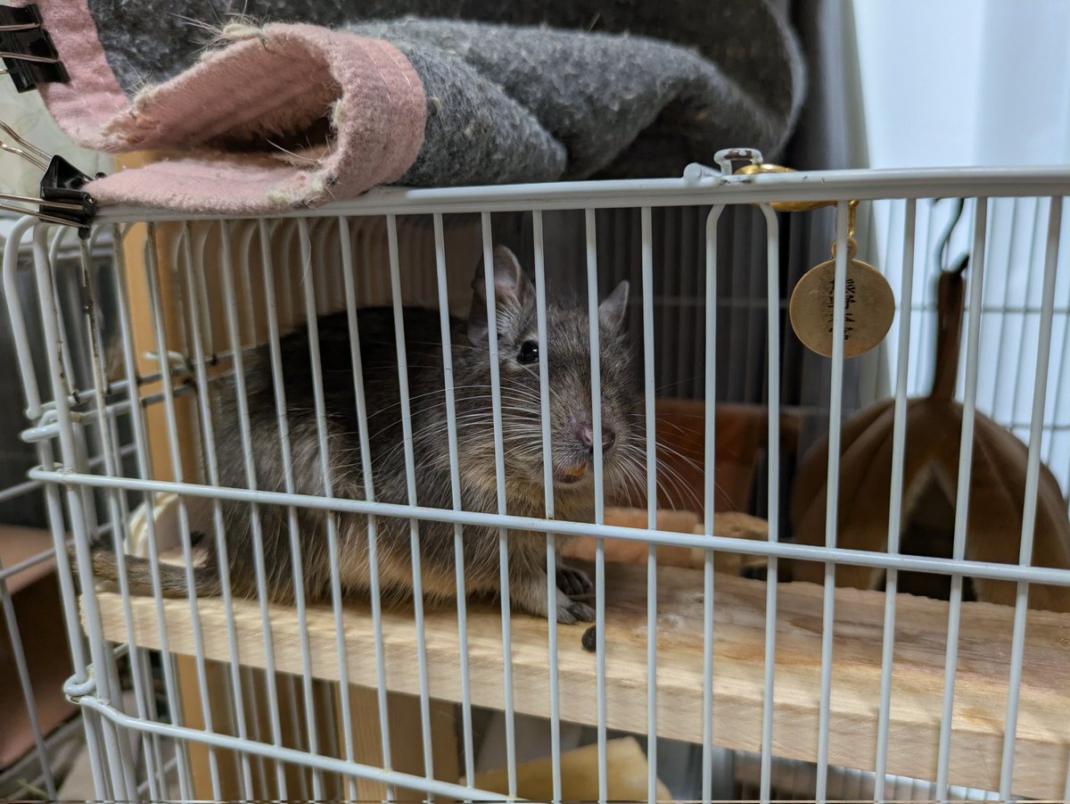 メル＆ココうさ tweet media