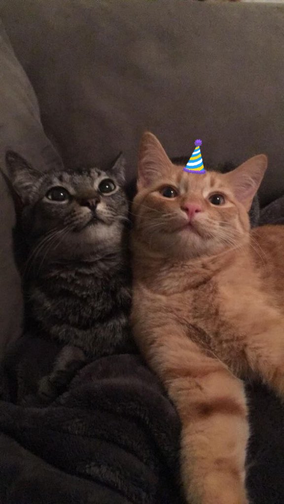 naky as cats 🐈‍⬛ tweet media