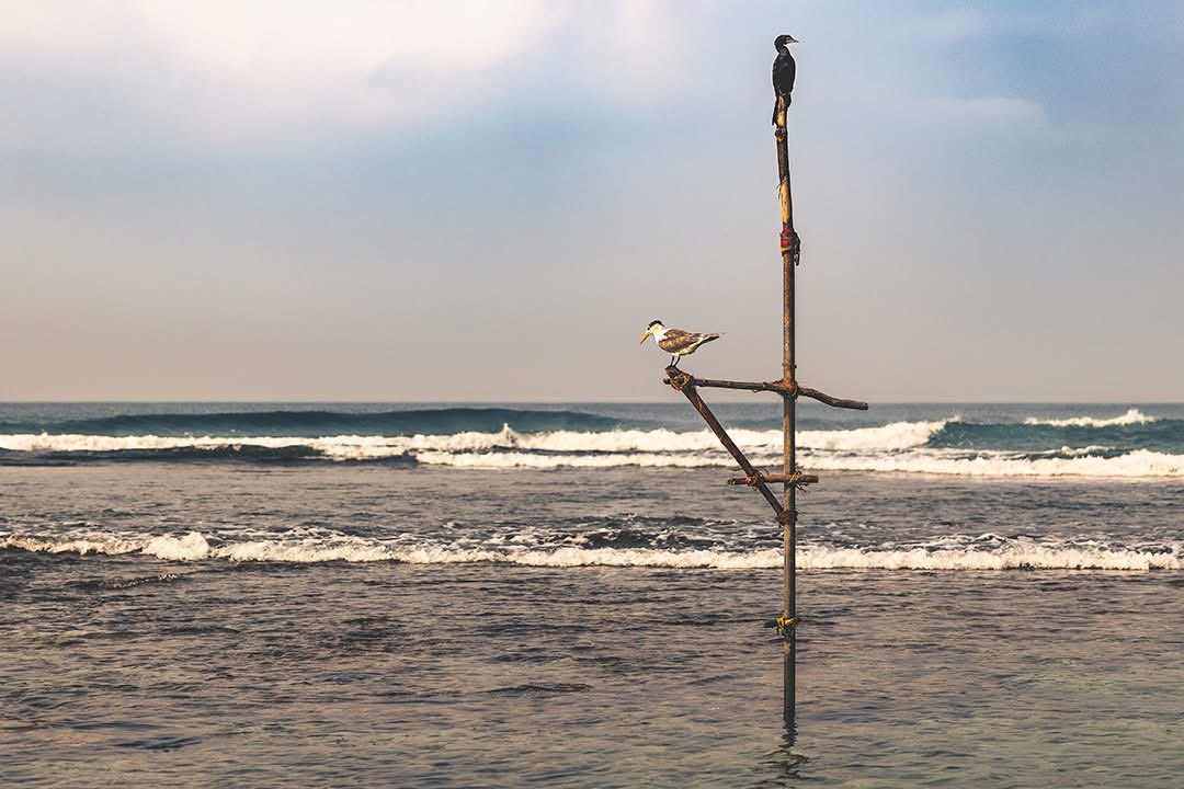 Son of the Morning Light tweet media