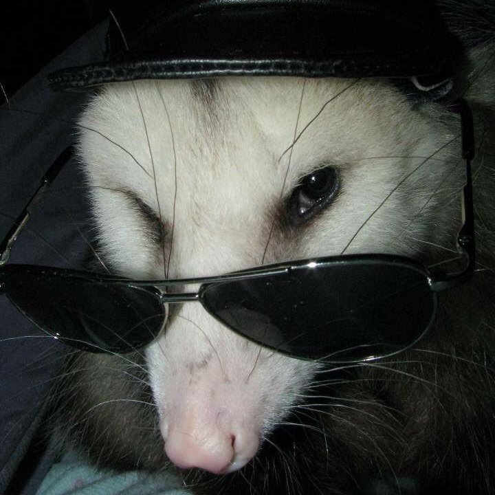 glebinho trevoso tweet media