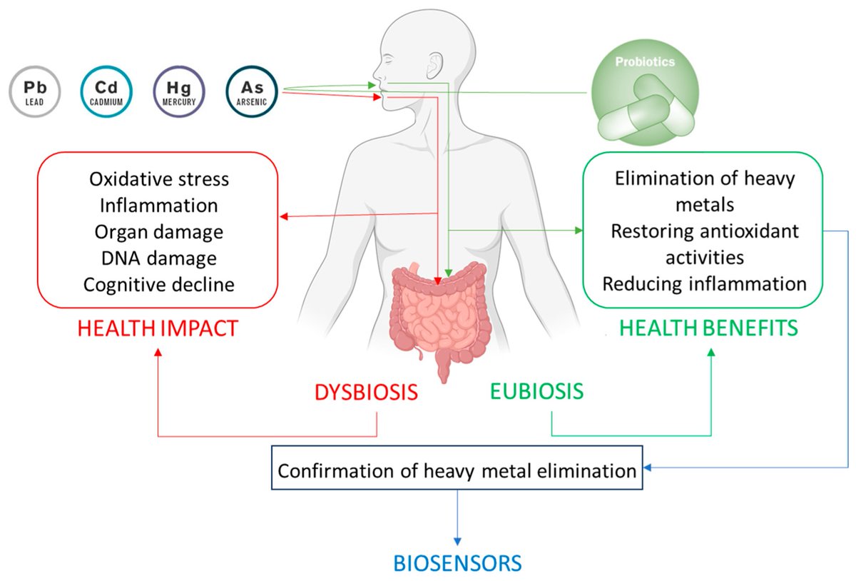 Biosensors_MDPI's tweet photo. 📣Call for Reading:
#Review
Heavy Metal–Gut Microbiota Interactions: Probiotics Modulation and Biosensors Detection
by Liliana Anchidin-Norocel et al.
https://t.co/Nhr1XGcAIh
#HeavyMetal #GutMicrobiota #healthmonitoring
#biosensors #mdpi #openaccess https://t.co/89RE6qkA9z