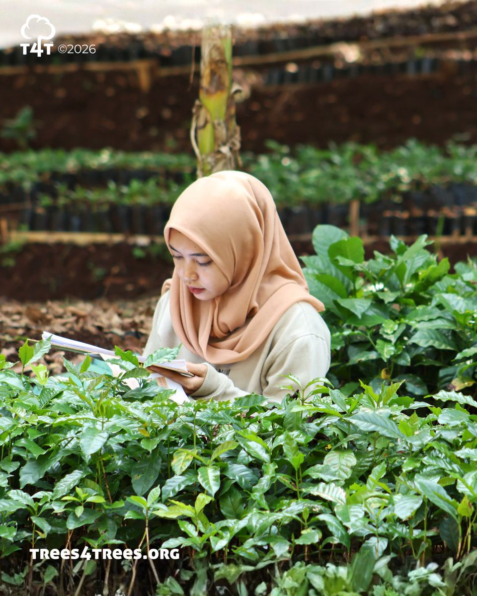 Trees4Trees tweet media