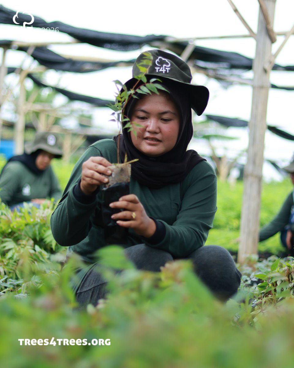 Trees4Trees tweet media