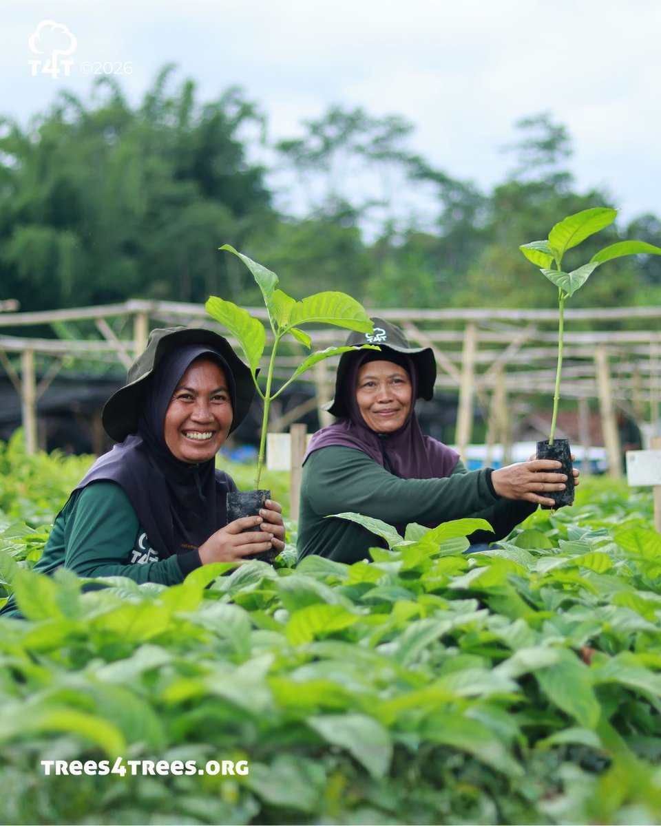 Trees4Trees tweet media