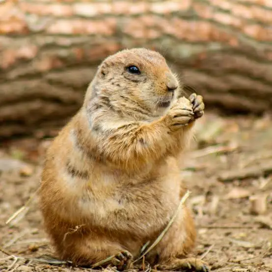 KolerzEQ2's tweet photo. @GarandThumb1 Prairie dogs 100% https://t.co/WN7fJV0zBR