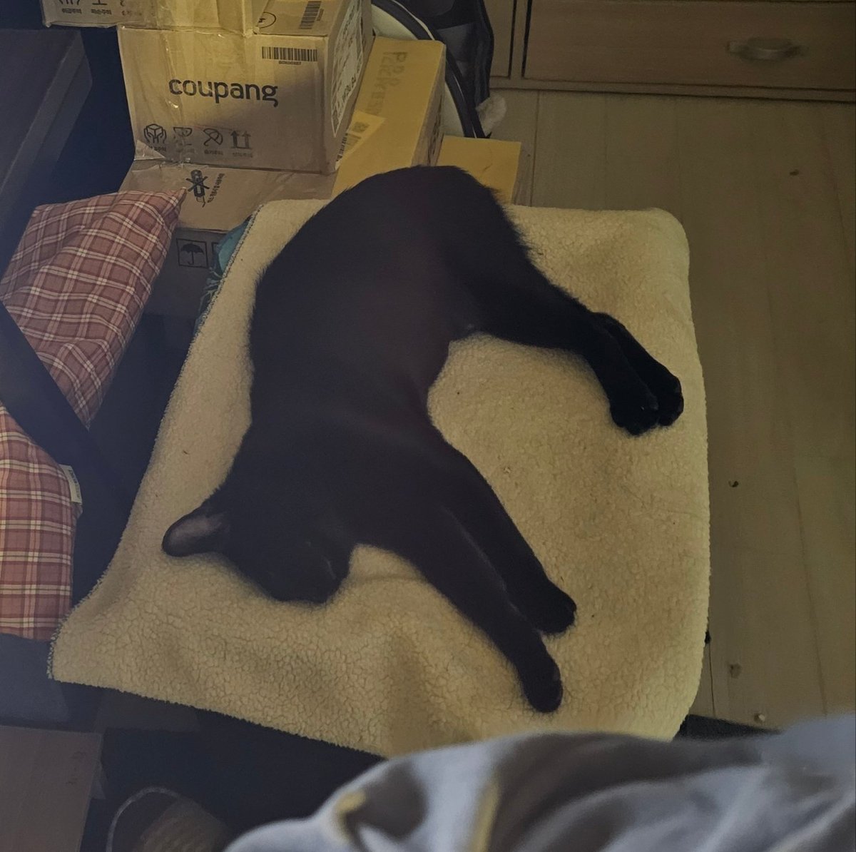 가족 찾는 💖토토💖 입양 홍보계 tweet media