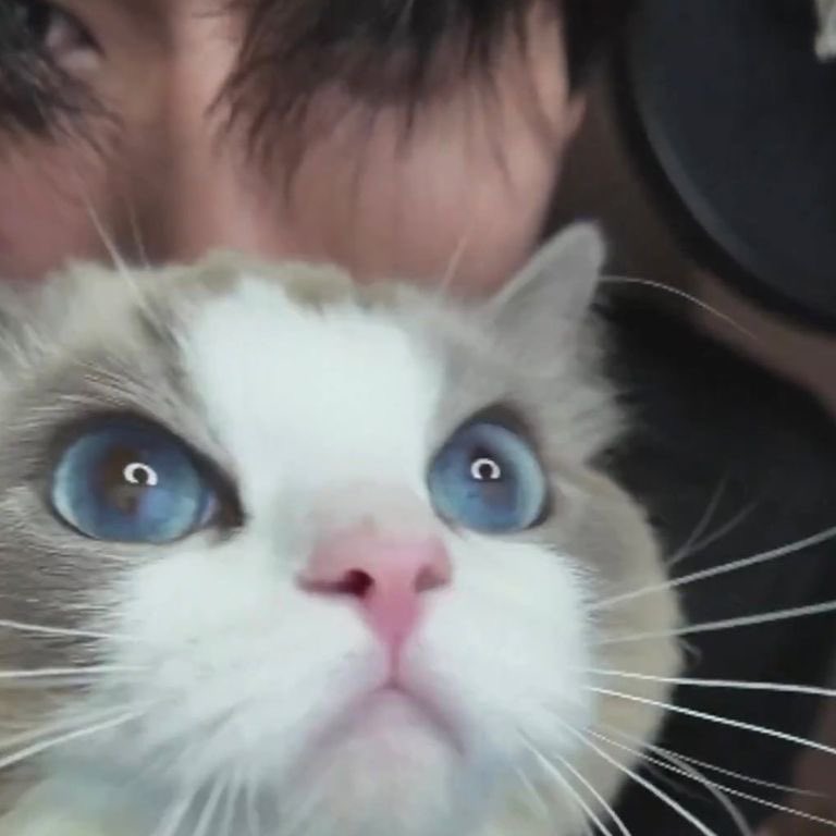 peeking in to say i miss my baby </3 there’s that gap of time difference where the kitty’s and i watch him sleep and try not to nibble on his cheeks