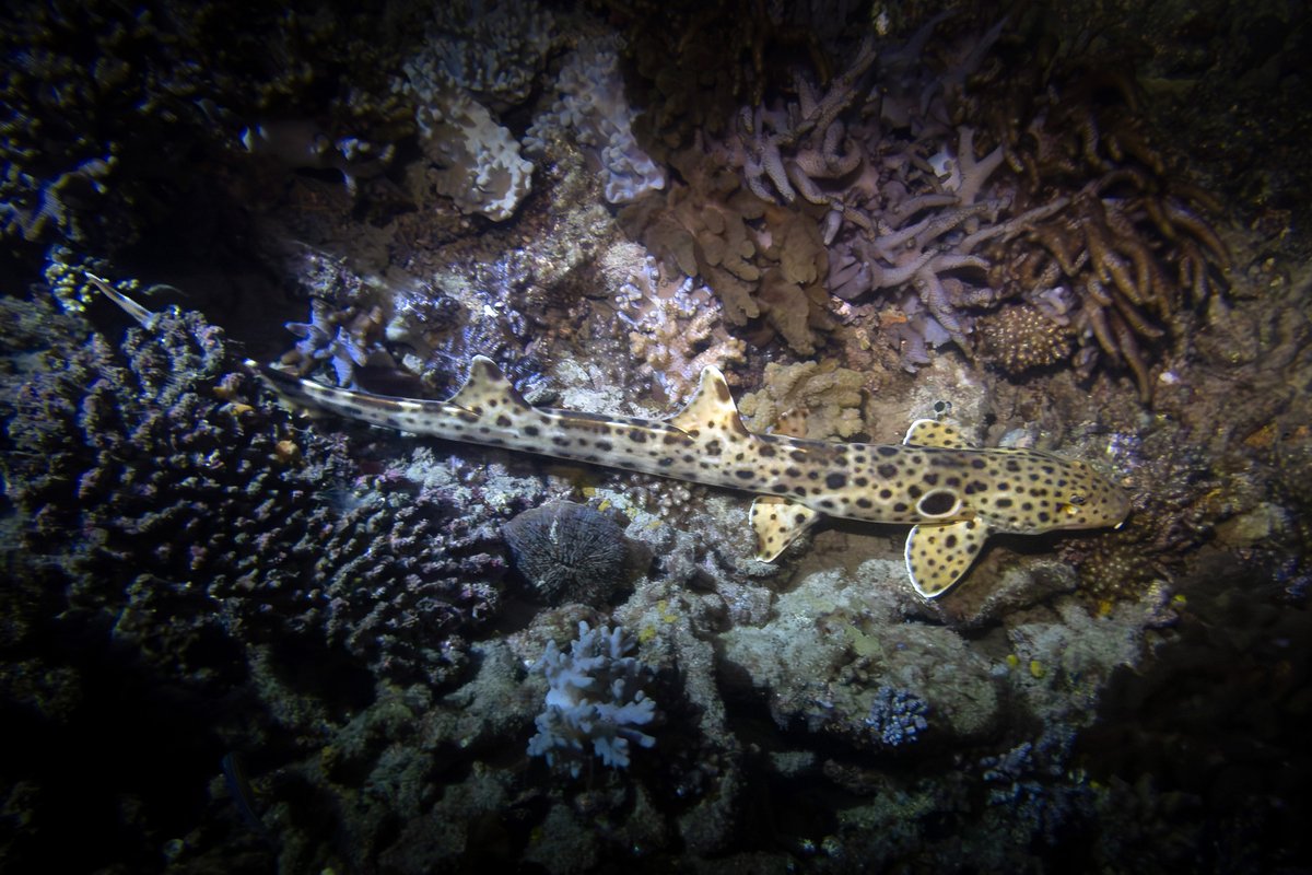 Warren Prior tweet media