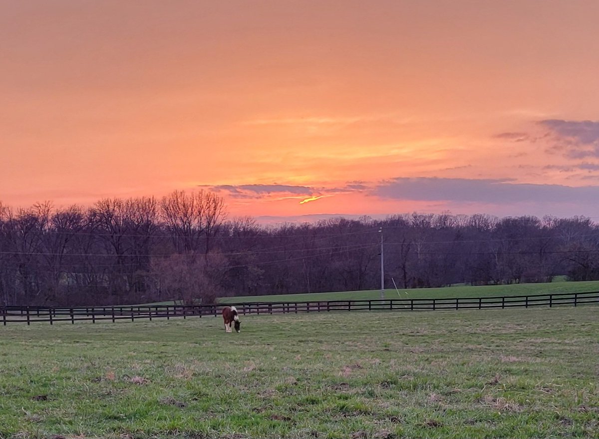 MSable2021's tweet photo. Early spring in Kentucky🌱🌸🐎@Kentuckyweather https://t.co/uCz930LAHk
