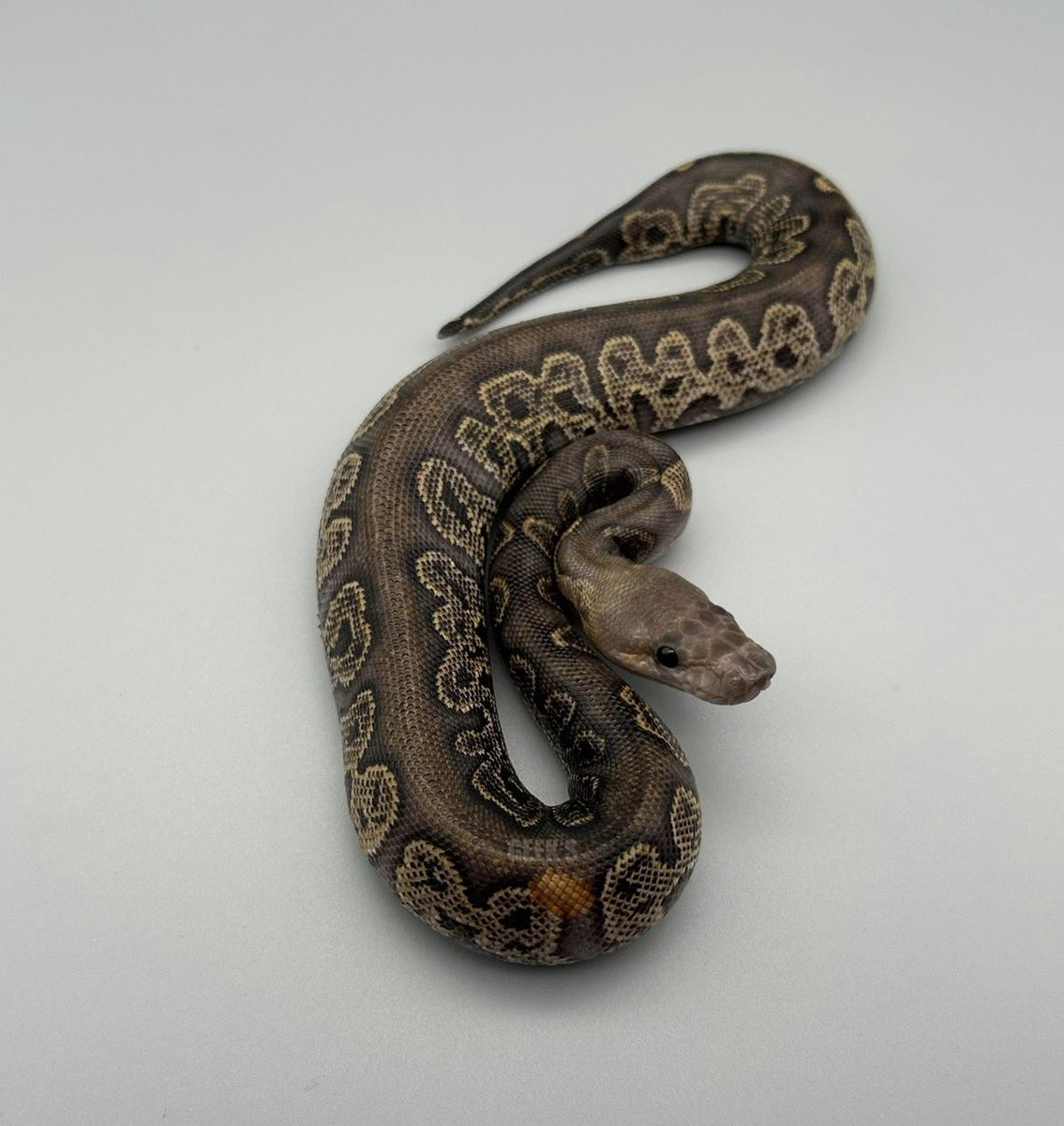 GEEK’S(ギークス) tweet media